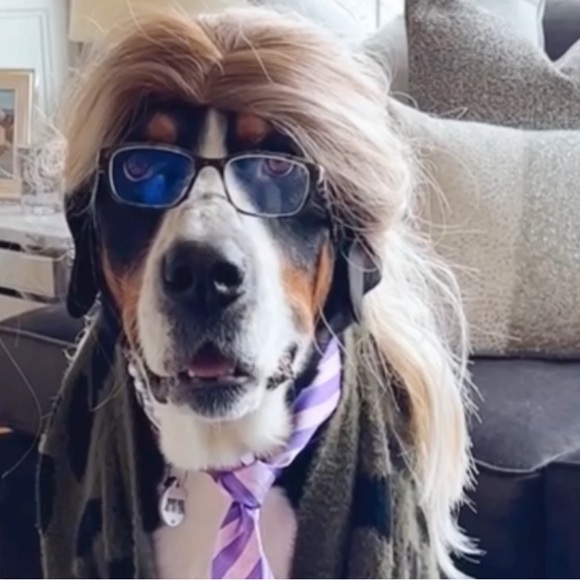 Meet your Posher, Bowie - Picture 1 of 1